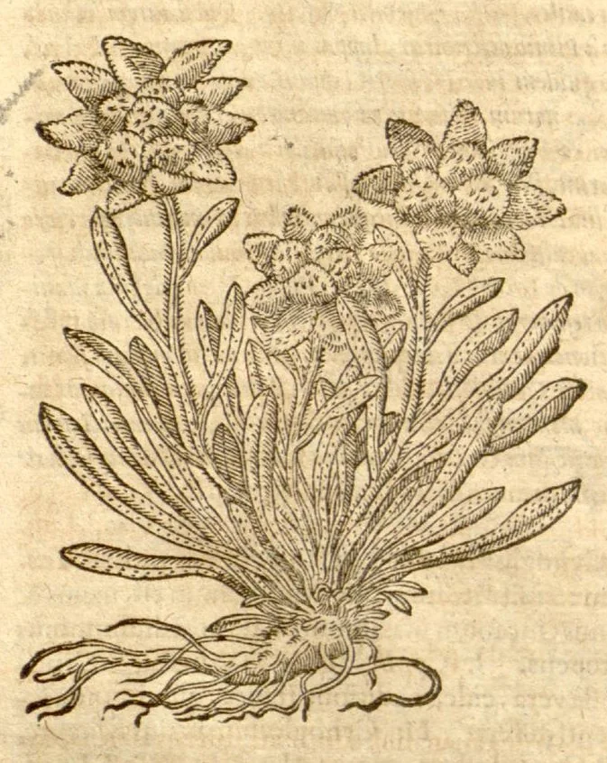 An illustration from Petri Andreae Matthioli ... Opera quae extant omnia, hoc est, Commentarii in VI. libros Pedacii Dioscoridis Anazarbei De medica materia : ... Adiectis in margine variis Graeci textus lectionibus, ex antiquissimus codicibus desumptis, qui Dioscorides depravatam lectionem restituunt / nunc à Casparo Bauhino ... Post diversarum editionum collationem infinitis locis aucti Synonymiis quoque plantarum et notis illustrate. Adjectis plantarum iconibus, supra priores editiones plus quam trecentis (quarum quamphurimae nunc primùm describuntur ad vivum delineatis. De ratione distillandi aquas ex omnibus plantis: et quomodo genuini odores in ipsis aquis conservari possint. Item, Apologia in Amatum Lusitanum, cum censura in ejusdem Enarrationes. Epistolarum medicinalium libri quinque. Dialogus de Morbo Gallico. Cum locupletissimis indicibus, tum ad rem herbarium, tum medicamentarium pertinentibus ..., 1598, leaf 944