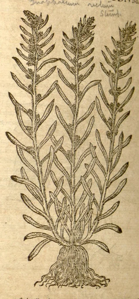 An illustration from Petri Andreae Matthioli ... Opera quae extant omnia, hoc est, Commentarii in VI. libros Pedacii Dioscoridis Anazarbei De medica materia : ... Adiectis in margine variis Graeci textus lectionibus, ex antiquissimus codicibus desumptis, qui Dioscorides depravatam lectionem restituunt / nunc à Casparo Bauhino ... Post diversarum editionum collationem infinitis locis aucti Synonymiis quoque plantarum et notis illustrate. Adjectis plantarum iconibus, supra priores editiones plus quam trecentis (quarum quamphurimae nunc primùm describuntur ad vivum delineatis. De ratione distillandi aquas ex omnibus plantis: et quomodo genuini odores in ipsis aquis conservari possint. Item, Apologia in Amatum Lusitanum, cum censura in ejusdem Enarrationes. Epistolarum medicinalium libri quinque. Dialogus de Morbo Gallico. Cum locupletissimis indicibus, tum ad rem herbarium, tum medicamentarium pertinentibus ..., 1598, leaf 944