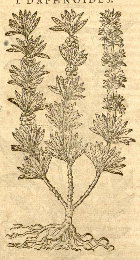 An illustration from Petri Andreae Matthioli ... Opera quae extant omnia, hoc est, Commentarii in VI. libros Pedacii Dioscoridis Anazarbei De medica materia : ... Adiectis in margine variis Graeci textus lectionibus, ex antiquissimus codicibus desumptis, qui Dioscorides depravatam lectionem restituunt / nunc à Casparo Bauhino ... Post diversarum editionum collationem infinitis locis aucti Synonymiis quoque plantarum et notis illustrate. Adjectis plantarum iconibus, supra priores editiones plus quam trecentis (quarum quamphurimae nunc primùm describuntur ad vivum delineatis. De ratione distillandi aquas ex omnibus plantis: et quomodo genuini odores in ipsis aquis conservari possint. Item, Apologia in Amatum Lusitanum, cum censura in ejusdem Enarrationes. Epistolarum medicinalium libri quinque. Dialogus de Morbo Gallico. Cum locupletissimis indicibus, tum ad rem herbarium, tum medicamentarium pertinentibus ..., 1598, leaf 958
