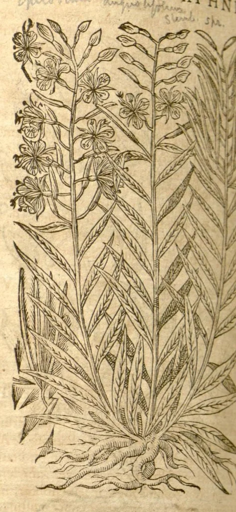 An illustration from Petri Andreae Matthioli ... Opera quae extant omnia, hoc est, Commentarii in VI. libros Pedacii Dioscoridis Anazarbei De medica materia : ... Adiectis in margine variis Graeci textus lectionibus, ex antiquissimus codicibus desumptis, qui Dioscorides depravatam lectionem restituunt / nunc à Casparo Bauhino ... Post diversarum editionum collationem infinitis locis aucti Synonymiis quoque plantarum et notis illustrate. Adjectis plantarum iconibus, supra priores editiones plus quam trecentis (quarum quamphurimae nunc primùm describuntur ad vivum delineatis. De ratione distillandi aquas ex omnibus plantis: et quomodo genuini odores in ipsis aquis conservari possint. Item, Apologia in Amatum Lusitanum, cum censura in ejusdem Enarrationes. Epistolarum medicinalium libri quinque. Dialogus de Morbo Gallico. Cum locupletissimis indicibus, tum ad rem herbarium, tum medicamentarium pertinentibus ..., 1598, leaf 958