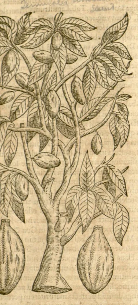 An illustration from Petri Andreae Matthioli ... Opera quae extant omnia, hoc est, Commentarii in VI. libros Pedacii Dioscoridis Anazarbei De medica materia : ... Adiectis in margine variis Graeci textus lectionibus, ex antiquissimus codicibus desumptis, qui Dioscorides depravatam lectionem restituunt / nunc à Casparo Bauhino ... Post diversarum editionum collationem infinitis locis aucti Synonymiis quoque plantarum et notis illustrate. Adjectis plantarum iconibus, supra priores editiones plus quam trecentis (quarum quamphurimae nunc primùm describuntur ad vivum delineatis. De ratione distillandi aquas ex omnibus plantis: et quomodo genuini odores in ipsis aquis conservari possint. Item, Apologia in Amatum Lusitanum, cum censura in ejusdem Enarrationes. Epistolarum medicinalium libri quinque. Dialogus de Morbo Gallico. Cum locupletissimis indicibus, tum ad rem herbarium, tum medicamentarium pertinentibus ..., 1598, leaf 973