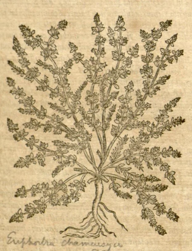 An illustration from Petri Andreae Matthioli ... Opera quae extant omnia, hoc est, Commentarii in VI. libros Pedacii Dioscoridis Anazarbei De medica materia : ... Adiectis in margine variis Graeci textus lectionibus, ex antiquissimus codicibus desumptis, qui Dioscorides depravatam lectionem restituunt / nunc à Casparo Bauhino ... Post diversarum editionum collationem infinitis locis aucti Synonymiis quoque plantarum et notis illustrate. Adjectis plantarum iconibus, supra priores editiones plus quam trecentis (quarum quamphurimae nunc primùm describuntur ad vivum delineatis. De ratione distillandi aquas ex omnibus plantis: et quomodo genuini odores in ipsis aquis conservari possint. Item, Apologia in Amatum Lusitanum, cum censura in ejusdem Enarrationes. Epistolarum medicinalium libri quinque. Dialogus de Morbo Gallico. Cum locupletissimis indicibus, tum ad rem herbarium, tum medicamentarium pertinentibus ..., 1598, leaf 985