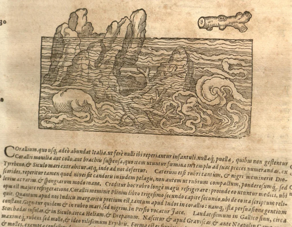 An illustration from Petri Matthioli ... Opera quae extant òmnia, hoc est, Commentarii in VI. libros Pedacii Dioscoridis Anazarbei De medica materia : adjectis in margine variis Graeci testus lectionibus, ex antiquissimis codicibus desumptis, qui Dioscorides depravatam lectionem restituunt / a Casparo Bauhino ... post diversarum editionum collationem infinitis locis aucti. Synonymiis quoq. plantarum et notis illustrati. Adjectis plantarum iconibus, supra priores editiones plus quàm trecentis : (quarum quamplurimae hic primùm describuntur) ad vivum delinatis. De ratione distillandi aquas ex omnibus plantis : et quomodo genuini odores in ipsis aquis conservari possint. Item, Apologia in Amatum Lusitanum, cum censura in ejusdem Enarrationes. Epistolarum medicinalium libri quinque. Dialogus De morbo Gallico. Cum locupletissimis indicibus, tum ad rem herbariam, tum medicamentariam pertinentibus., 1674, leaf 1078
