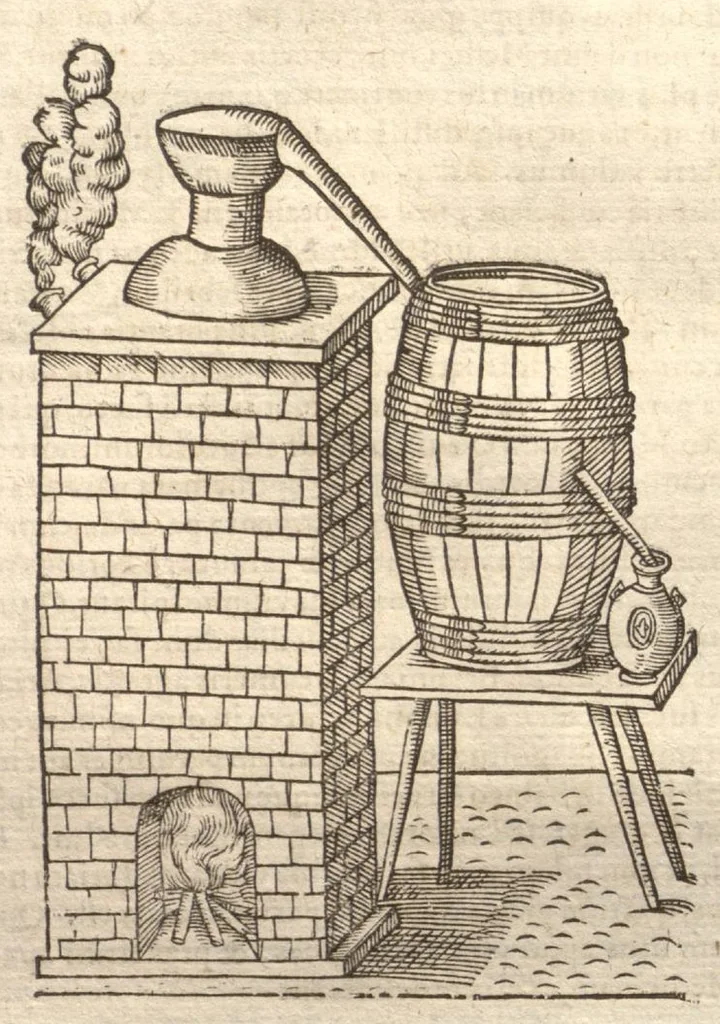 An illustration from Petri Matthioli ... Opera quae extant òmnia, hoc est, Commentarii in VI. libros Pedacii Dioscoridis Anazarbei De medica materia : adjectis in margine variis Graeci testus lectionibus, ex antiquissimis codicibus desumptis, qui Dioscorides depravatam lectionem restituunt / a Casparo Bauhino ... post diversarum editionum collationem infinitis locis aucti. Synonymiis quoq. plantarum et notis illustrati. Adjectis plantarum iconibus, supra priores editiones plus quàm trecentis : (quarum quamplurimae hic primùm describuntur) ad vivum delinatis. De ratione distillandi aquas ex omnibus plantis : et quomodo genuini odores in ipsis aquis conservari possint. Item, Apologia in Amatum Lusitanum, cum censura in ejusdem Enarrationes. Epistolarum medicinalium libri quinque. Dialogus De morbo Gallico. Cum locupletissimis indicibus, tum ad rem herbariam, tum medicamentariam pertinentibus., 1674, leaf 1154