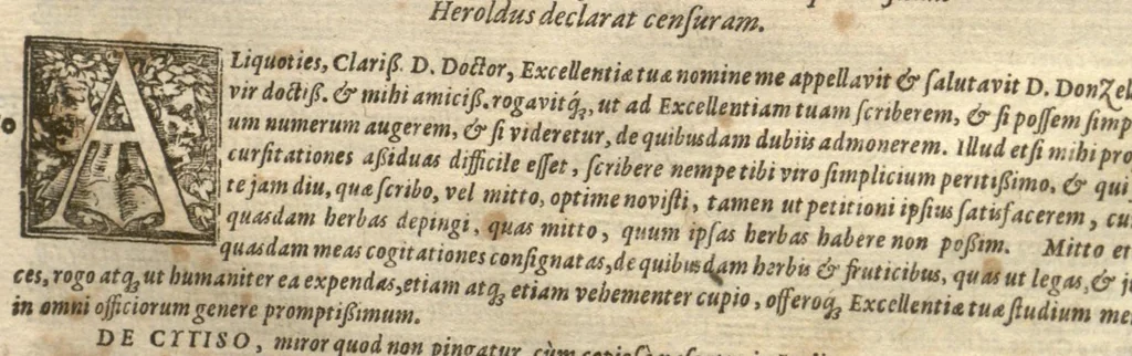 An illustration from Petri Matthioli ... Opera quae extant òmnia, hoc est, Commentarii in VI. libros Pedacii Dioscoridis Anazarbei De medica materia : adjectis in margine variis Graeci testus lectionibus, ex antiquissimis codicibus desumptis, qui Dioscorides depravatam lectionem restituunt / a Casparo Bauhino ... post diversarum editionum collationem infinitis locis aucti. Synonymiis quoq. plantarum et notis illustrati. Adjectis plantarum iconibus, supra priores editiones plus quàm trecentis : (quarum quamplurimae hic primùm describuntur) ad vivum delinatis. De ratione distillandi aquas ex omnibus plantis : et quomodo genuini odores in ipsis aquis conservari possint. Item, Apologia in Amatum Lusitanum, cum censura in ejusdem Enarrationes. Epistolarum medicinalium libri quinque. Dialogus De morbo Gallico. Cum locupletissimis indicibus, tum ad rem herbariam, tum medicamentariam pertinentibus., 1674, leaf 1293