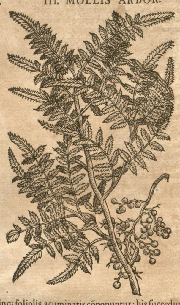 An illustration from Petri Matthioli ... Opera quae extant òmnia, hoc est, Commentarii in VI. libros Pedacii Dioscoridis Anazarbei De medica materia : adjectis in margine variis Graeci testus lectionibus, ex antiquissimis codicibus desumptis, qui Dioscorides depravatam lectionem restituunt / a Casparo Bauhino ... post diversarum editionum collationem infinitis locis aucti. Synonymiis quoq. plantarum et notis illustrati. Adjectis plantarum iconibus, supra priores editiones plus quàm trecentis : (quarum quamplurimae hic primùm describuntur) ad vivum delinatis. De ratione distillandi aquas ex omnibus plantis : et quomodo genuini odores in ipsis aquis conservari possint. Item, Apologia in Amatum Lusitanum, cum censura in ejusdem Enarrationes. Epistolarum medicinalium libri quinque. Dialogus De morbo Gallico. Cum locupletissimis indicibus, tum ad rem herbariam, tum medicamentariam pertinentibus., 1674, leaf 228