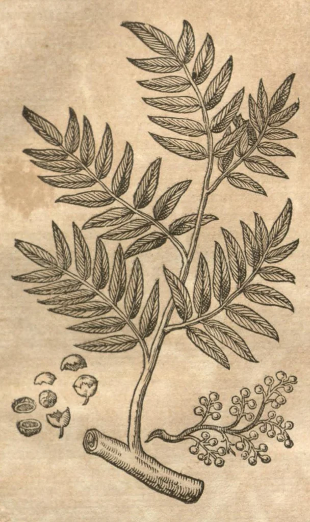 An illustration from Petri Matthioli ... Opera quae extant òmnia, hoc est, Commentarii in VI. libros Pedacii Dioscoridis Anazarbei De medica materia : adjectis in margine variis Graeci testus lectionibus, ex antiquissimis codicibus desumptis, qui Dioscorides depravatam lectionem restituunt / a Casparo Bauhino ... post diversarum editionum collationem infinitis locis aucti. Synonymiis quoq. plantarum et notis illustrati. Adjectis plantarum iconibus, supra priores editiones plus quàm trecentis : (quarum quamplurimae hic primùm describuntur) ad vivum delinatis. De ratione distillandi aquas ex omnibus plantis : et quomodo genuini odores in ipsis aquis conservari possint. Item, Apologia in Amatum Lusitanum, cum censura in ejusdem Enarrationes. Epistolarum medicinalium libri quinque. Dialogus De morbo Gallico. Cum locupletissimis indicibus, tum ad rem herbariam, tum medicamentariam pertinentibus., 1674, leaf 228