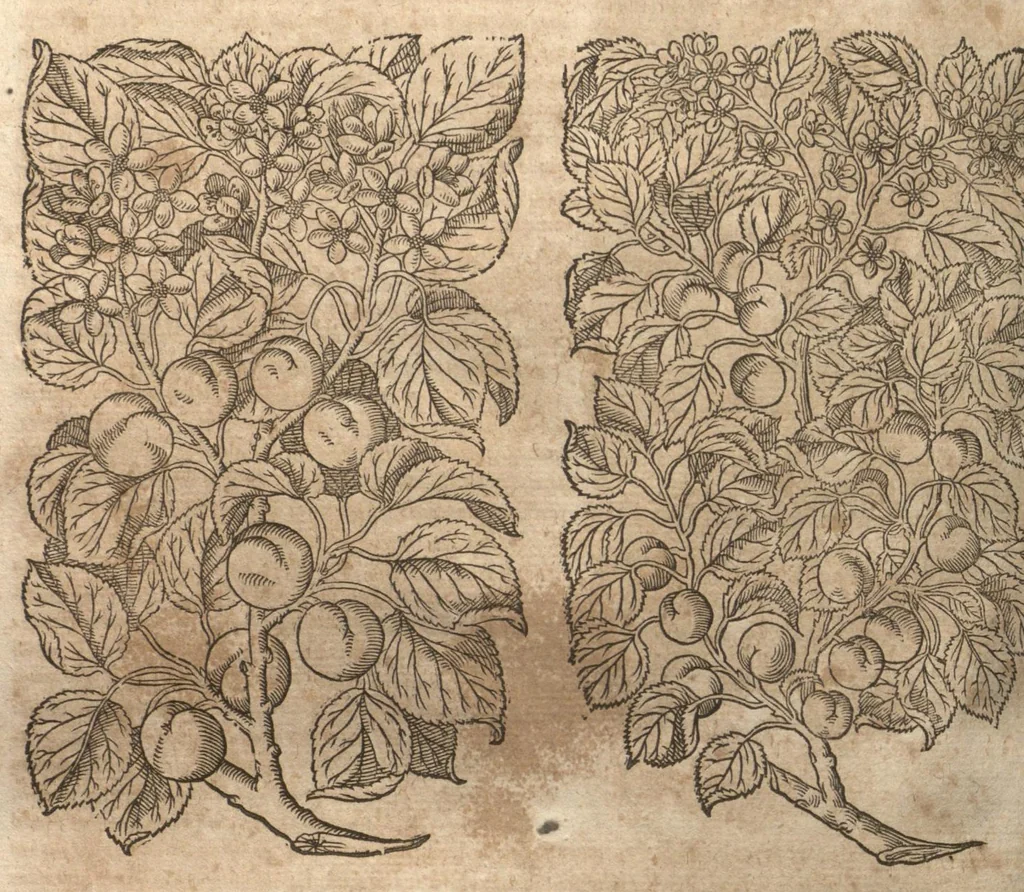 An illustration from Petri Matthioli ... Opera quae extant òmnia, hoc est, Commentarii in VI. libros Pedacii Dioscoridis Anazarbei De medica materia : adjectis in margine variis Graeci testus lectionibus, ex antiquissimis codicibus desumptis, qui Dioscorides depravatam lectionem restituunt / a Casparo Bauhino ... post diversarum editionum collationem infinitis locis aucti. Synonymiis quoq. plantarum et notis illustrati. Adjectis plantarum iconibus, supra priores editiones plus quàm trecentis : (quarum quamplurimae hic primùm describuntur) ad vivum delinatis. De ratione distillandi aquas ex omnibus plantis : et quomodo genuini odores in ipsis aquis conservari possint. Item, Apologia in Amatum Lusitanum, cum censura in ejusdem Enarrationes. Epistolarum medicinalium libri quinque. Dialogus De morbo Gallico. Cum locupletissimis indicibus, tum ad rem herbariam, tum medicamentariam pertinentibus., 1674, leaf 325