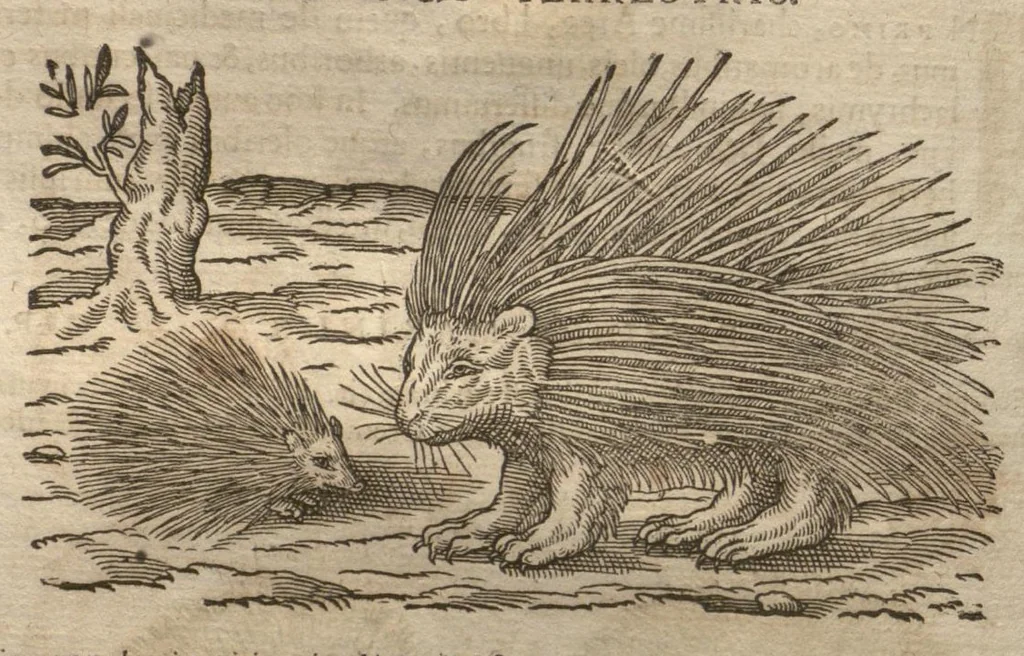 An illustration from Petri Matthioli ... Opera quae extant òmnia, hoc est, Commentarii in VI. libros Pedacii Dioscoridis Anazarbei De medica materia : adjectis in margine variis Graeci testus lectionibus, ex antiquissimis codicibus desumptis, qui Dioscorides depravatam lectionem restituunt / a Casparo Bauhino ... post diversarum editionum collationem infinitis locis aucti. Synonymiis quoq. plantarum et notis illustrati. Adjectis plantarum iconibus, supra priores editiones plus quàm trecentis : (quarum quamplurimae hic primùm describuntur) ad vivum delinatis. De ratione distillandi aquas ex omnibus plantis : et quomodo genuini odores in ipsis aquis conservari possint. Item, Apologia in Amatum Lusitanum, cum censura in ejusdem Enarrationes. Epistolarum medicinalium libri quinque. Dialogus De morbo Gallico. Cum locupletissimis indicibus, tum ad rem herbariam, tum medicamentariam pertinentibus., 1674, leaf 361