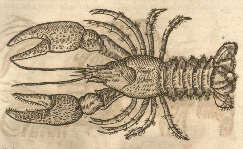 An illustration from Petri Matthioli ... Opera quae extant òmnia, hoc est, Commentarii in VI. libros Pedacii Dioscoridis Anazarbei De medica materia : adjectis in margine variis Graeci testus lectionibus, ex antiquissimis codicibus desumptis, qui Dioscorides depravatam lectionem restituunt / a Casparo Bauhino ... post diversarum editionum collationem infinitis locis aucti. Synonymiis quoq. plantarum et notis illustrati. Adjectis plantarum iconibus, supra priores editiones plus quàm trecentis : (quarum quamplurimae hic primùm describuntur) ad vivum delinatis. De ratione distillandi aquas ex omnibus plantis : et quomodo genuini odores in ipsis aquis conservari possint. Item, Apologia in Amatum Lusitanum, cum censura in ejusdem Enarrationes. Epistolarum medicinalium libri quinque. Dialogus De morbo Gallico. Cum locupletissimis indicibus, tum ad rem herbariam, tum medicamentariam pertinentibus., 1674, leaf 372