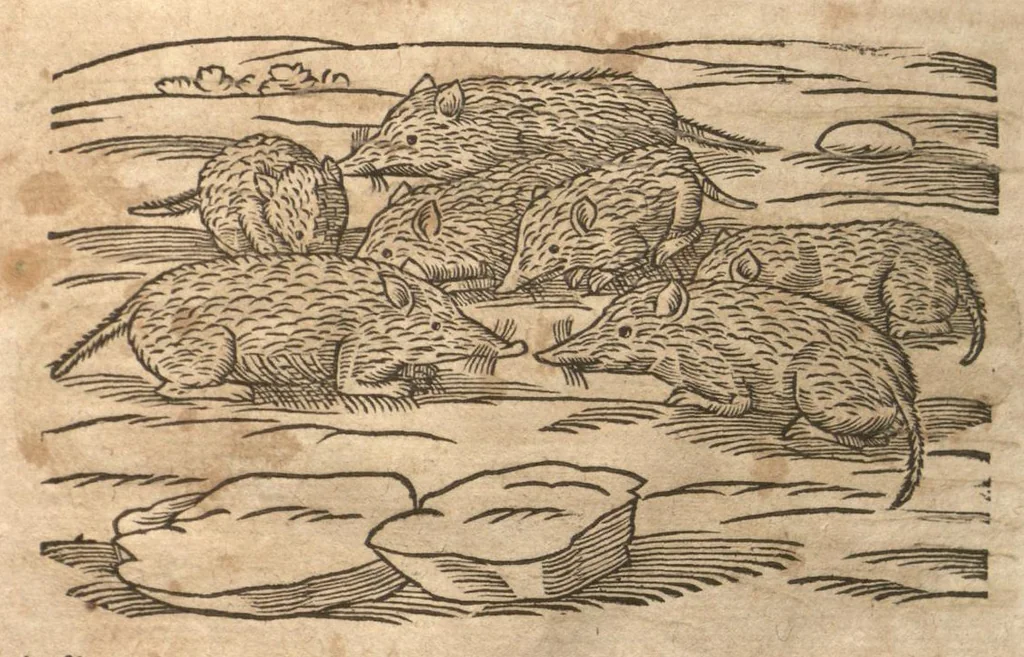 An illustration from Petri Matthioli ... Opera quae extant òmnia, hoc est, Commentarii in VI. libros Pedacii Dioscoridis Anazarbei De medica materia : adjectis in margine variis Graeci testus lectionibus, ex antiquissimis codicibus desumptis, qui Dioscorides depravatam lectionem restituunt / a Casparo Bauhino ... post diversarum editionum collationem infinitis locis aucti. Synonymiis quoq. plantarum et notis illustrati. Adjectis plantarum iconibus, supra priores editiones plus quàm trecentis : (quarum quamplurimae hic primùm describuntur) ad vivum delinatis. De ratione distillandi aquas ex omnibus plantis : et quomodo genuini odores in ipsis aquis conservari possint. Item, Apologia in Amatum Lusitanum, cum censura in ejusdem Enarrationes. Epistolarum medicinalium libri quinque. Dialogus De morbo Gallico. Cum locupletissimis indicibus, tum ad rem herbariam, tum medicamentariam pertinentibus., 1674, leaf 419