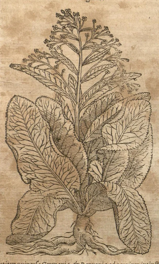 An illustration from Petri Matthioli ... Opera quae extant òmnia, hoc est, Commentarii in VI. libros Pedacii Dioscoridis Anazarbei De medica materia : adjectis in margine variis Graeci testus lectionibus, ex antiquissimis codicibus desumptis, qui Dioscorides depravatam lectionem restituunt / a Casparo Bauhino ... post diversarum editionum collationem infinitis locis aucti. Synonymiis quoq. plantarum et notis illustrati. Adjectis plantarum iconibus, supra priores editiones plus quàm trecentis : (quarum quamplurimae hic primùm describuntur) ad vivum delinatis. De ratione distillandi aquas ex omnibus plantis : et quomodo genuini odores in ipsis aquis conservari possint. Item, Apologia in Amatum Lusitanum, cum censura in ejusdem Enarrationes. Epistolarum medicinalium libri quinque. Dialogus De morbo Gallico. Cum locupletissimis indicibus, tum ad rem herbariam, tum medicamentariam pertinentibus., 1674, leaf 471
