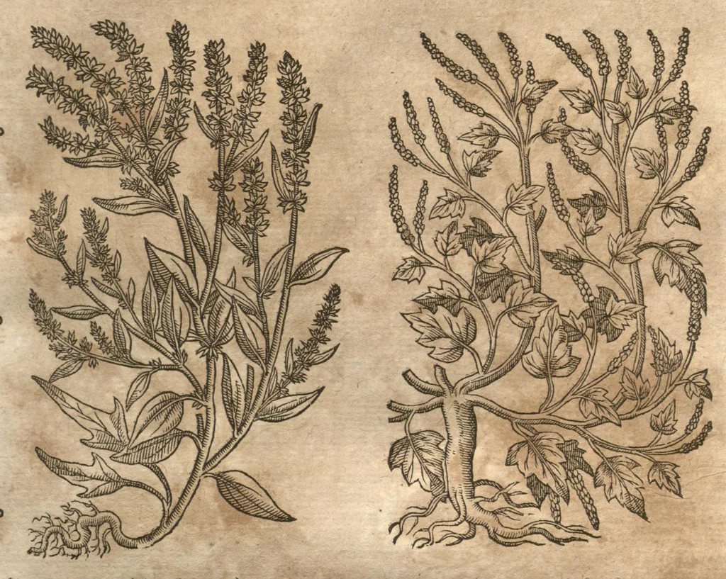 An illustration from Petri Matthioli ... Opera quae extant òmnia, hoc est, Commentarii in VI. libros Pedacii Dioscoridis Anazarbei De medica materia : adjectis in margine variis Graeci testus lectionibus, ex antiquissimis codicibus desumptis, qui Dioscorides depravatam lectionem restituunt / a Casparo Bauhino ... post diversarum editionum collationem infinitis locis aucti. Synonymiis quoq. plantarum et notis illustrati. Adjectis plantarum iconibus, supra priores editiones plus quàm trecentis : (quarum quamplurimae hic primùm describuntur) ad vivum delinatis. De ratione distillandi aquas ex omnibus plantis : et quomodo genuini odores in ipsis aquis conservari possint. Item, Apologia in Amatum Lusitanum, cum censura in ejusdem Enarrationes. Epistolarum medicinalium libri quinque. Dialogus De morbo Gallico. Cum locupletissimis indicibus, tum ad rem herbariam, tum medicamentariam pertinentibus., 1674, leaf 484