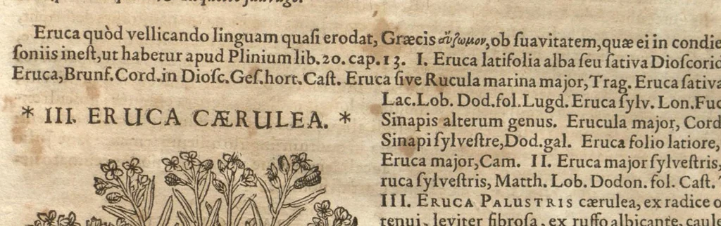 An illustration from Petri Matthioli ... Opera quae extant òmnia, hoc est, Commentarii in VI. libros Pedacii Dioscoridis Anazarbei De medica materia : adjectis in margine variis Graeci testus lectionibus, ex antiquissimis codicibus desumptis, qui Dioscorides depravatam lectionem restituunt / a Casparo Bauhino ... post diversarum editionum collationem infinitis locis aucti. Synonymiis quoq. plantarum et notis illustrati. Adjectis plantarum iconibus, supra priores editiones plus quàm trecentis : (quarum quamplurimae hic primùm describuntur) ad vivum delinatis. De ratione distillandi aquas ex omnibus plantis : et quomodo genuini odores in ipsis aquis conservari possint. Item, Apologia in Amatum Lusitanum, cum censura in ejusdem Enarrationes. Epistolarum medicinalium libri quinque. Dialogus De morbo Gallico. Cum locupletissimis indicibus, tum ad rem herbariam, tum medicamentariam pertinentibus., 1674, leaf 527