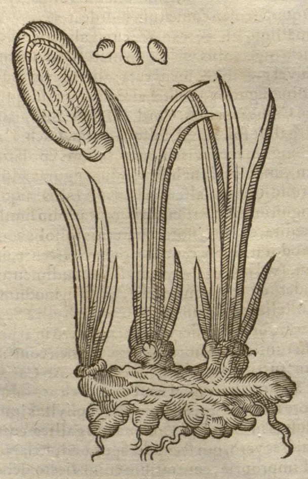 An illustration from Petri Matthioli ... Opera quae extant òmnia, hoc est, Commentarii in VI. libros Pedacii Dioscoridis Anazarbei De medica materia : adjectis in margine variis Graeci testus lectionibus, ex antiquissimis codicibus desumptis, qui Dioscorides depravatam lectionem restituunt / a Casparo Bauhino ... post diversarum editionum collationem infinitis locis aucti. Synonymiis quoq. plantarum et notis illustrati. Adjectis plantarum iconibus, supra priores editiones plus quàm trecentis : (quarum quamplurimae hic primùm describuntur) ad vivum delinatis. De ratione distillandi aquas ex omnibus plantis : et quomodo genuini odores in ipsis aquis conservari possint. Item, Apologia in Amatum Lusitanum, cum censura in ejusdem Enarrationes. Epistolarum medicinalium libri quinque. Dialogus De morbo Gallico. Cum locupletissimis indicibus, tum ad rem herbariam, tum medicamentariam pertinentibus., 1674, leaf 559