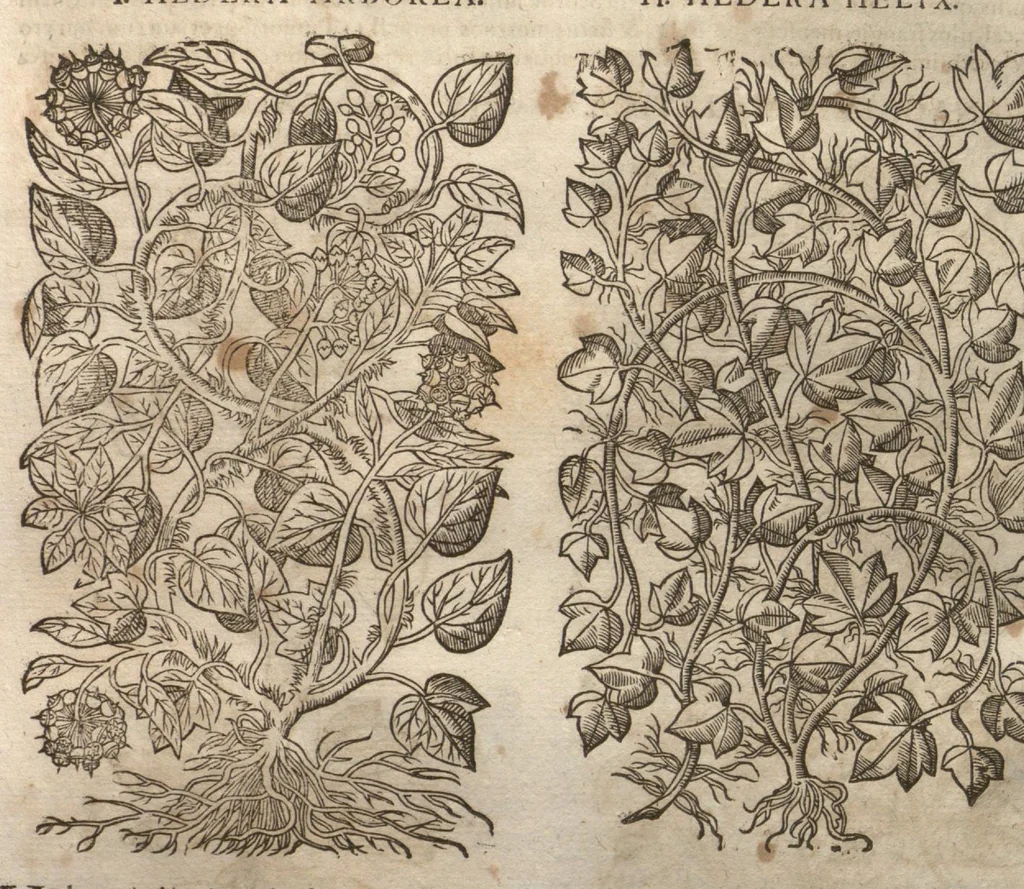 An illustration from Petri Matthioli ... Opera quae extant òmnia, hoc est, Commentarii in VI. libros Pedacii Dioscoridis Anazarbei De medica materia : adjectis in margine variis Graeci testus lectionibus, ex antiquissimis codicibus desumptis, qui Dioscorides depravatam lectionem restituunt / a Casparo Bauhino ... post diversarum editionum collationem infinitis locis aucti. Synonymiis quoq. plantarum et notis illustrati. Adjectis plantarum iconibus, supra priores editiones plus quàm trecentis : (quarum quamplurimae hic primùm describuntur) ad vivum delinatis. De ratione distillandi aquas ex omnibus plantis : et quomodo genuini odores in ipsis aquis conservari possint. Item, Apologia in Amatum Lusitanum, cum censura in ejusdem Enarrationes. Epistolarum medicinalium libri quinque. Dialogus De morbo Gallico. Cum locupletissimis indicibus, tum ad rem herbariam, tum medicamentariam pertinentibus., 1674, leaf 587