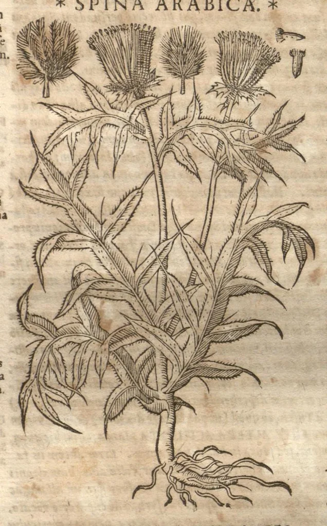 An illustration from Petri Matthioli ... Opera quae extant òmnia, hoc est, Commentarii in VI. libros Pedacii Dioscoridis Anazarbei De medica materia : adjectis in margine variis Graeci testus lectionibus, ex antiquissimis codicibus desumptis, qui Dioscorides depravatam lectionem restituunt / a Casparo Bauhino ... post diversarum editionum collationem infinitis locis aucti. Synonymiis quoq. plantarum et notis illustrati. Adjectis plantarum iconibus, supra priores editiones plus quàm trecentis : (quarum quamplurimae hic primùm describuntur) ad vivum delinatis. De ratione distillandi aquas ex omnibus plantis : et quomodo genuini odores in ipsis aquis conservari possint. Item, Apologia in Amatum Lusitanum, cum censura in ejusdem Enarrationes. Epistolarum medicinalium libri quinque. Dialogus De morbo Gallico. Cum locupletissimis indicibus, tum ad rem herbariam, tum medicamentariam pertinentibus., 1674, leaf 619