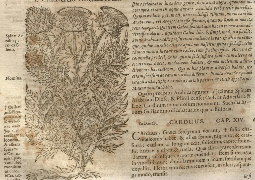 An illustration from Petri Matthioli ... Opera quae extant òmnia, hoc est, Commentarii in VI. libros Pedacii Dioscoridis Anazarbei De medica materia : adjectis in margine variis Graeci testus lectionibus, ex antiquissimis codicibus desumptis, qui Dioscorides depravatam lectionem restituunt / a Casparo Bauhino ... post diversarum editionum collationem infinitis locis aucti. Synonymiis quoq. plantarum et notis illustrati. Adjectis plantarum iconibus, supra priores editiones plus quàm trecentis : (quarum quamplurimae hic primùm describuntur) ad vivum delinatis. De ratione distillandi aquas ex omnibus plantis : et quomodo genuini odores in ipsis aquis conservari possint. Item, Apologia in Amatum Lusitanum, cum censura in ejusdem Enarrationes. Epistolarum medicinalium libri quinque. Dialogus De morbo Gallico. Cum locupletissimis indicibus, tum ad rem herbariam, tum medicamentariam pertinentibus., 1674, leaf 619