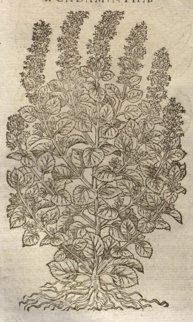 An illustration from Petri Matthioli ... Opera quae extant òmnia, hoc est, Commentarii in VI. libros Pedacii Dioscoridis Anazarbei De medica materia : adjectis in margine variis Graeci testus lectionibus, ex antiquissimis codicibus desumptis, qui Dioscorides depravatam lectionem restituunt / a Casparo Bauhino ... post diversarum editionum collationem infinitis locis aucti. Synonymiis quoq. plantarum et notis illustrati. Adjectis plantarum iconibus, supra priores editiones plus quàm trecentis : (quarum quamplurimae hic primùm describuntur) ad vivum delinatis. De ratione distillandi aquas ex omnibus plantis : et quomodo genuini odores in ipsis aquis conservari possint. Item, Apologia in Amatum Lusitanum, cum censura in ejusdem Enarrationes. Epistolarum medicinalium libri quinque. Dialogus De morbo Gallico. Cum locupletissimis indicibus, tum ad rem herbariam, tum medicamentariam pertinentibus., 1674, leaf 651
