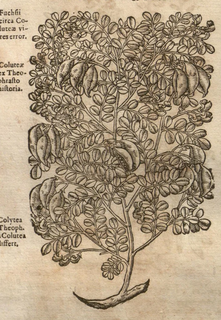 An illustration from Petri Matthioli ... Opera quae extant òmnia, hoc est, Commentarii in VI. libros Pedacii Dioscoridis Anazarbei De medica materia : adjectis in margine variis Graeci testus lectionibus, ex antiquissimis codicibus desumptis, qui Dioscorides depravatam lectionem restituunt / a Casparo Bauhino ... post diversarum editionum collationem infinitis locis aucti. Synonymiis quoq. plantarum et notis illustrati. Adjectis plantarum iconibus, supra priores editiones plus quàm trecentis : (quarum quamplurimae hic primùm describuntur) ad vivum delinatis. De ratione distillandi aquas ex omnibus plantis : et quomodo genuini odores in ipsis aquis conservari possint. Item, Apologia in Amatum Lusitanum, cum censura in ejusdem Enarrationes. Epistolarum medicinalium libri quinque. Dialogus De morbo Gallico. Cum locupletissimis indicibus, tum ad rem herbariam, tum medicamentariam pertinentibus., 1674, leaf 695