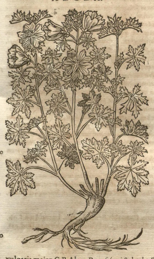 An illustration from Petri Matthioli ... Opera quae extant òmnia, hoc est, Commentarii in VI. libros Pedacii Dioscoridis Anazarbei De medica materia : adjectis in margine variis Graeci testus lectionibus, ex antiquissimis codicibus desumptis, qui Dioscorides depravatam lectionem restituunt / a Casparo Bauhino ... post diversarum editionum collationem infinitis locis aucti. Synonymiis quoq. plantarum et notis illustrati. Adjectis plantarum iconibus, supra priores editiones plus quàm trecentis : (quarum quamplurimae hic primùm describuntur) ad vivum delinatis. De ratione distillandi aquas ex omnibus plantis : et quomodo genuini odores in ipsis aquis conservari possint. Item, Apologia in Amatum Lusitanum, cum censura in ejusdem Enarrationes. Epistolarum medicinalium libri quinque. Dialogus De morbo Gallico. Cum locupletissimis indicibus, tum ad rem herbariam, tum medicamentariam pertinentibus., 1674, leaf 786