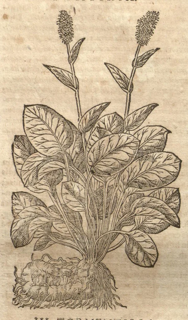 An illustration from Petri Matthioli ... Opera quae extant òmnia, hoc est, Commentarii in VI. libros Pedacii Dioscoridis Anazarbei De medica materia : adjectis in margine variis Graeci testus lectionibus, ex antiquissimis codicibus desumptis, qui Dioscorides depravatam lectionem restituunt / a Casparo Bauhino ... post diversarum editionum collationem infinitis locis aucti. Synonymiis quoq. plantarum et notis illustrati. Adjectis plantarum iconibus, supra priores editiones plus quàm trecentis : (quarum quamplurimae hic primùm describuntur) ad vivum delinatis. De ratione distillandi aquas ex omnibus plantis : et quomodo genuini odores in ipsis aquis conservari possint. Item, Apologia in Amatum Lusitanum, cum censura in ejusdem Enarrationes. Epistolarum medicinalium libri quinque. Dialogus De morbo Gallico. Cum locupletissimis indicibus, tum ad rem herbariam, tum medicamentariam pertinentibus., 1674, leaf 797