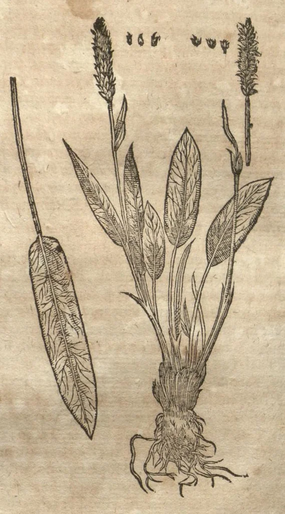 An illustration from Petri Matthioli ... Opera quae extant òmnia, hoc est, Commentarii in VI. libros Pedacii Dioscoridis Anazarbei De medica materia : adjectis in margine variis Graeci testus lectionibus, ex antiquissimis codicibus desumptis, qui Dioscorides depravatam lectionem restituunt / a Casparo Bauhino ... post diversarum editionum collationem infinitis locis aucti. Synonymiis quoq. plantarum et notis illustrati. Adjectis plantarum iconibus, supra priores editiones plus quàm trecentis : (quarum quamplurimae hic primùm describuntur) ad vivum delinatis. De ratione distillandi aquas ex omnibus plantis : et quomodo genuini odores in ipsis aquis conservari possint. Item, Apologia in Amatum Lusitanum, cum censura in ejusdem Enarrationes. Epistolarum medicinalium libri quinque. Dialogus De morbo Gallico. Cum locupletissimis indicibus, tum ad rem herbariam, tum medicamentariam pertinentibus., 1674, leaf 797