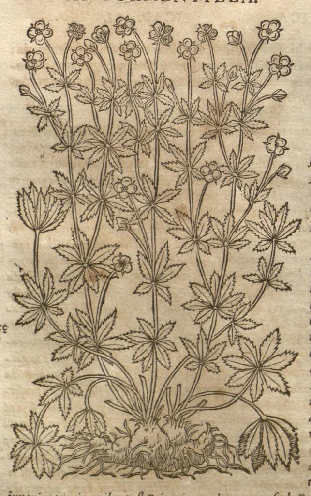 An illustration from Petri Matthioli ... Opera quae extant òmnia, hoc est, Commentarii in VI. libros Pedacii Dioscoridis Anazarbei De medica materia : adjectis in margine variis Graeci testus lectionibus, ex antiquissimis codicibus desumptis, qui Dioscorides depravatam lectionem restituunt / a Casparo Bauhino ... post diversarum editionum collationem infinitis locis aucti. Synonymiis quoq. plantarum et notis illustrati. Adjectis plantarum iconibus, supra priores editiones plus quàm trecentis : (quarum quamplurimae hic primùm describuntur) ad vivum delinatis. De ratione distillandi aquas ex omnibus plantis : et quomodo genuini odores in ipsis aquis conservari possint. Item, Apologia in Amatum Lusitanum, cum censura in ejusdem Enarrationes. Epistolarum medicinalium libri quinque. Dialogus De morbo Gallico. Cum locupletissimis indicibus, tum ad rem herbariam, tum medicamentariam pertinentibus., 1674, leaf 797