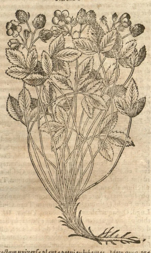 An illustration from Petri Matthioli ... Opera quae extant òmnia, hoc est, Commentarii in VI. libros Pedacii Dioscoridis Anazarbei De medica materia : adjectis in margine variis Graeci testus lectionibus, ex antiquissimis codicibus desumptis, qui Dioscorides depravatam lectionem restituunt / a Casparo Bauhino ... post diversarum editionum collationem infinitis locis aucti. Synonymiis quoq. plantarum et notis illustrati. Adjectis plantarum iconibus, supra priores editiones plus quàm trecentis : (quarum quamplurimae hic primùm describuntur) ad vivum delinatis. De ratione distillandi aquas ex omnibus plantis : et quomodo genuini odores in ipsis aquis conservari possint. Item, Apologia in Amatum Lusitanum, cum censura in ejusdem Enarrationes. Epistolarum medicinalium libri quinque. Dialogus De morbo Gallico. Cum locupletissimis indicibus, tum ad rem herbariam, tum medicamentariam pertinentibus., 1674, leaf 844