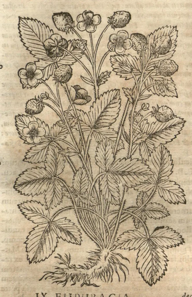 An illustration from Petri Matthioli ... Opera quae extant òmnia, hoc est, Commentarii in VI. libros Pedacii Dioscoridis Anazarbei De medica materia : adjectis in margine variis Graeci testus lectionibus, ex antiquissimis codicibus desumptis, qui Dioscorides depravatam lectionem restituunt / a Casparo Bauhino ... post diversarum editionum collationem infinitis locis aucti. Synonymiis quoq. plantarum et notis illustrati. Adjectis plantarum iconibus, supra priores editiones plus quàm trecentis : (quarum quamplurimae hic primùm describuntur) ad vivum delinatis. De ratione distillandi aquas ex omnibus plantis : et quomodo genuini odores in ipsis aquis conservari possint. Item, Apologia in Amatum Lusitanum, cum censura in ejusdem Enarrationes. Epistolarum medicinalium libri quinque. Dialogus De morbo Gallico. Cum locupletissimis indicibus, tum ad rem herbariam, tum medicamentariam pertinentibus., 1674, leaf 844