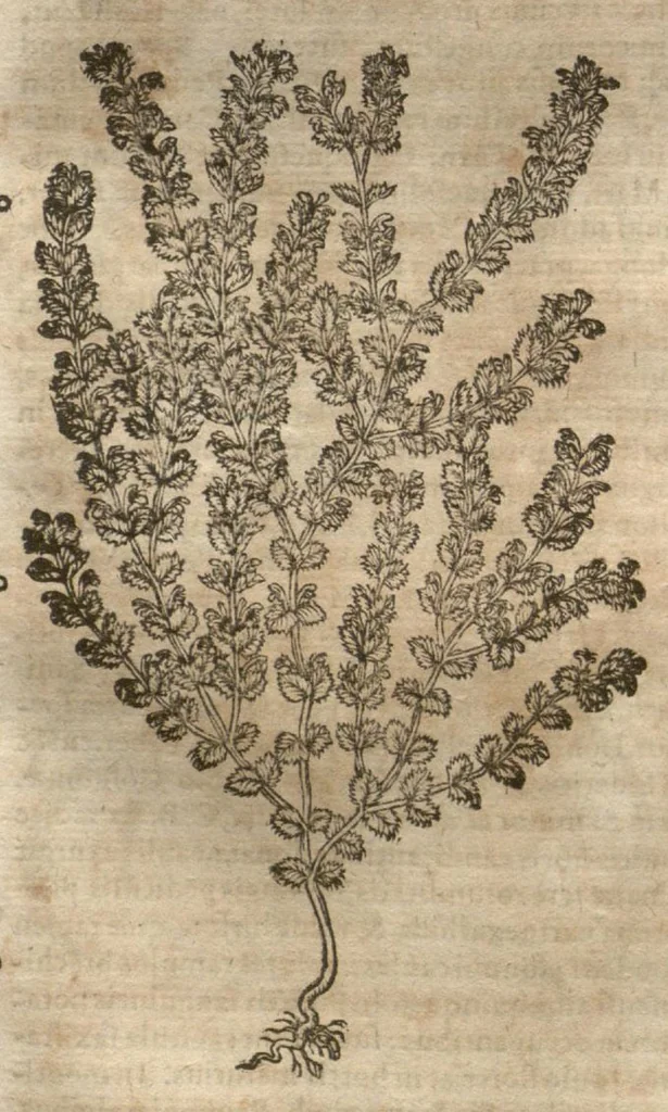 An illustration from Petri Matthioli ... Opera quae extant òmnia, hoc est, Commentarii in VI. libros Pedacii Dioscoridis Anazarbei De medica materia : adjectis in margine variis Graeci testus lectionibus, ex antiquissimis codicibus desumptis, qui Dioscorides depravatam lectionem restituunt / a Casparo Bauhino ... post diversarum editionum collationem infinitis locis aucti. Synonymiis quoq. plantarum et notis illustrati. Adjectis plantarum iconibus, supra priores editiones plus quàm trecentis : (quarum quamplurimae hic primùm describuntur) ad vivum delinatis. De ratione distillandi aquas ex omnibus plantis : et quomodo genuini odores in ipsis aquis conservari possint. Item, Apologia in Amatum Lusitanum, cum censura in ejusdem Enarrationes. Epistolarum medicinalium libri quinque. Dialogus De morbo Gallico. Cum locupletissimis indicibus, tum ad rem herbariam, tum medicamentariam pertinentibus., 1674, leaf 844