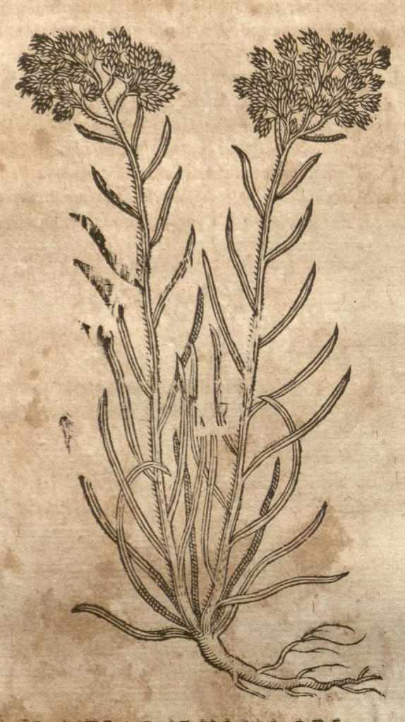 An illustration from Petri Matthioli ... Opera quae extant òmnia, hoc est, Commentarii in VI. libros Pedacii Dioscoridis Anazarbei De medica materia : adjectis in margine variis Graeci testus lectionibus, ex antiquissimis codicibus desumptis, qui Dioscorides depravatam lectionem restituunt / a Casparo Bauhino ... post diversarum editionum collationem infinitis locis aucti. Synonymiis quoq. plantarum et notis illustrati. Adjectis plantarum iconibus, supra priores editiones plus quàm trecentis : (quarum quamplurimae hic primùm describuntur) ad vivum delinatis. De ratione distillandi aquas ex omnibus plantis : et quomodo genuini odores in ipsis aquis conservari possint. Item, Apologia in Amatum Lusitanum, cum censura in ejusdem Enarrationes. Epistolarum medicinalium libri quinque. Dialogus De morbo Gallico. Cum locupletissimis indicibus, tum ad rem herbariam, tum medicamentariam pertinentibus., 1674, leaf 859
