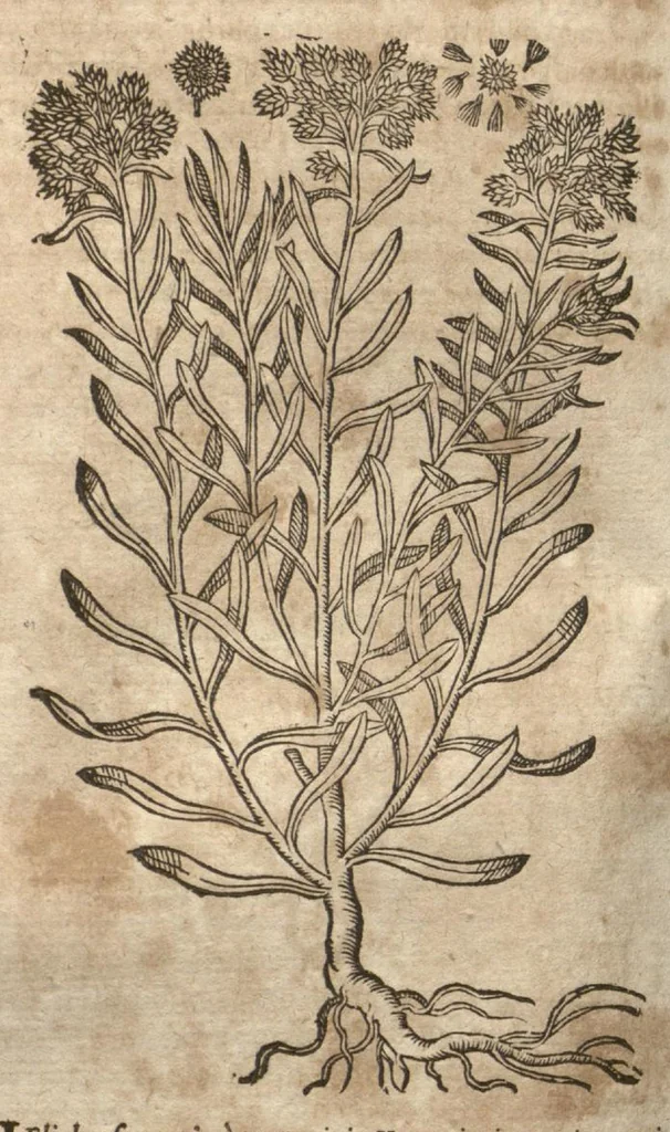 An illustration from Petri Matthioli ... Opera quae extant òmnia, hoc est, Commentarii in VI. libros Pedacii Dioscoridis Anazarbei De medica materia : adjectis in margine variis Graeci testus lectionibus, ex antiquissimis codicibus desumptis, qui Dioscorides depravatam lectionem restituunt / a Casparo Bauhino ... post diversarum editionum collationem infinitis locis aucti. Synonymiis quoq. plantarum et notis illustrati. Adjectis plantarum iconibus, supra priores editiones plus quàm trecentis : (quarum quamplurimae hic primùm describuntur) ad vivum delinatis. De ratione distillandi aquas ex omnibus plantis : et quomodo genuini odores in ipsis aquis conservari possint. Item, Apologia in Amatum Lusitanum, cum censura in ejusdem Enarrationes. Epistolarum medicinalium libri quinque. Dialogus De morbo Gallico. Cum locupletissimis indicibus, tum ad rem herbariam, tum medicamentariam pertinentibus., 1674, leaf 859