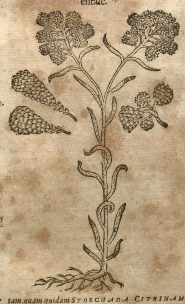 An illustration from Petri Matthioli ... Opera quae extant òmnia, hoc est, Commentarii in VI. libros Pedacii Dioscoridis Anazarbei De medica materia : adjectis in margine variis Graeci testus lectionibus, ex antiquissimis codicibus desumptis, qui Dioscorides depravatam lectionem restituunt / a Casparo Bauhino ... post diversarum editionum collationem infinitis locis aucti. Synonymiis quoq. plantarum et notis illustrati. Adjectis plantarum iconibus, supra priores editiones plus quàm trecentis : (quarum quamplurimae hic primùm describuntur) ad vivum delinatis. De ratione distillandi aquas ex omnibus plantis : et quomodo genuini odores in ipsis aquis conservari possint. Item, Apologia in Amatum Lusitanum, cum censura in ejusdem Enarrationes. Epistolarum medicinalium libri quinque. Dialogus De morbo Gallico. Cum locupletissimis indicibus, tum ad rem herbariam, tum medicamentariam pertinentibus., 1674, leaf 859