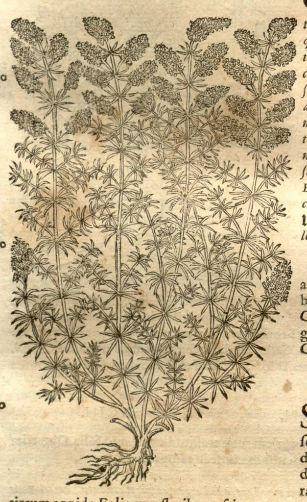 An illustration from Petri Matthioli ... Opera quae extant òmnia, hoc est, Commentarii in VI. libros Pedacii Dioscoridis Anazarbei De medica materia : adjectis in margine variis Graeci testus lectionibus, ex antiquissimis codicibus desumptis, qui Dioscorides depravatam lectionem restituunt / a Casparo Bauhino ... post diversarum editionum collationem infinitis locis aucti. Synonymiis quoq. plantarum et notis illustrati. Adjectis plantarum iconibus, supra priores editiones plus quàm trecentis : (quarum quamplurimae hic primùm describuntur) ad vivum delinatis. De ratione distillandi aquas ex omnibus plantis : et quomodo genuini odores in ipsis aquis conservari possint. Item, Apologia in Amatum Lusitanum, cum censura in ejusdem Enarrationes. Epistolarum medicinalium libri quinque. Dialogus De morbo Gallico. Cum locupletissimis indicibus, tum ad rem herbariam, tum medicamentariam pertinentibus., 1674, leaf 916