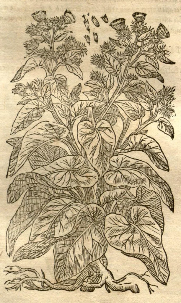 An illustration from Petri Matthioli ... Opera quae extant òmnia, hoc est, Commentarii in VI. libros Pedacii Dioscoridis Anazarbei De medica materia : adjectis in margine variis Graeci testus lectionibus, ex antiquissimis codicibus desumptis, qui Dioscorides depravatam lectionem restituunt / a Casparo Bauhino ... post diversarum editionum collationem infinitis locis aucti. Synonymiis quoq. plantarum et notis illustrati. Adjectis plantarum iconibus, supra priores editiones plus quàm trecentis : (quarum quamplurimae hic primùm describuntur) ad vivum delinatis. De ratione distillandi aquas ex omnibus plantis : et quomodo genuini odores in ipsis aquis conservari possint. Item, Apologia in Amatum Lusitanum, cum censura in ejusdem Enarrationes. Epistolarum medicinalium libri quinque. Dialogus De morbo Gallico. Cum locupletissimis indicibus, tum ad rem herbariam, tum medicamentariam pertinentibus., 1674, leaf 928