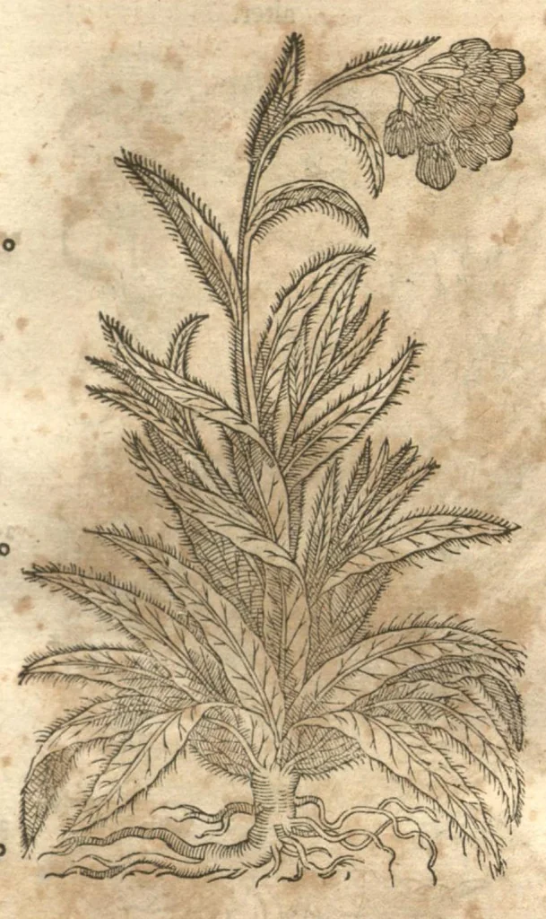 An illustration from Petri Matthioli ... Opera quae extant òmnia, hoc est, Commentarii in VI. libros Pedacii Dioscoridis Anazarbei De medica materia : adjectis in margine variis Graeci testus lectionibus, ex antiquissimis codicibus desumptis, qui Dioscorides depravatam lectionem restituunt / a Casparo Bauhino ... post diversarum editionum collationem infinitis locis aucti. Synonymiis quoq. plantarum et notis illustrati. Adjectis plantarum iconibus, supra priores editiones plus quàm trecentis : (quarum quamplurimae hic primùm describuntur) ad vivum delinatis. De ratione distillandi aquas ex omnibus plantis : et quomodo genuini odores in ipsis aquis conservari possint. Item, Apologia in Amatum Lusitanum, cum censura in ejusdem Enarrationes. Epistolarum medicinalium libri quinque. Dialogus De morbo Gallico. Cum locupletissimis indicibus, tum ad rem herbariam, tum medicamentariam pertinentibus., 1674, leaf 940