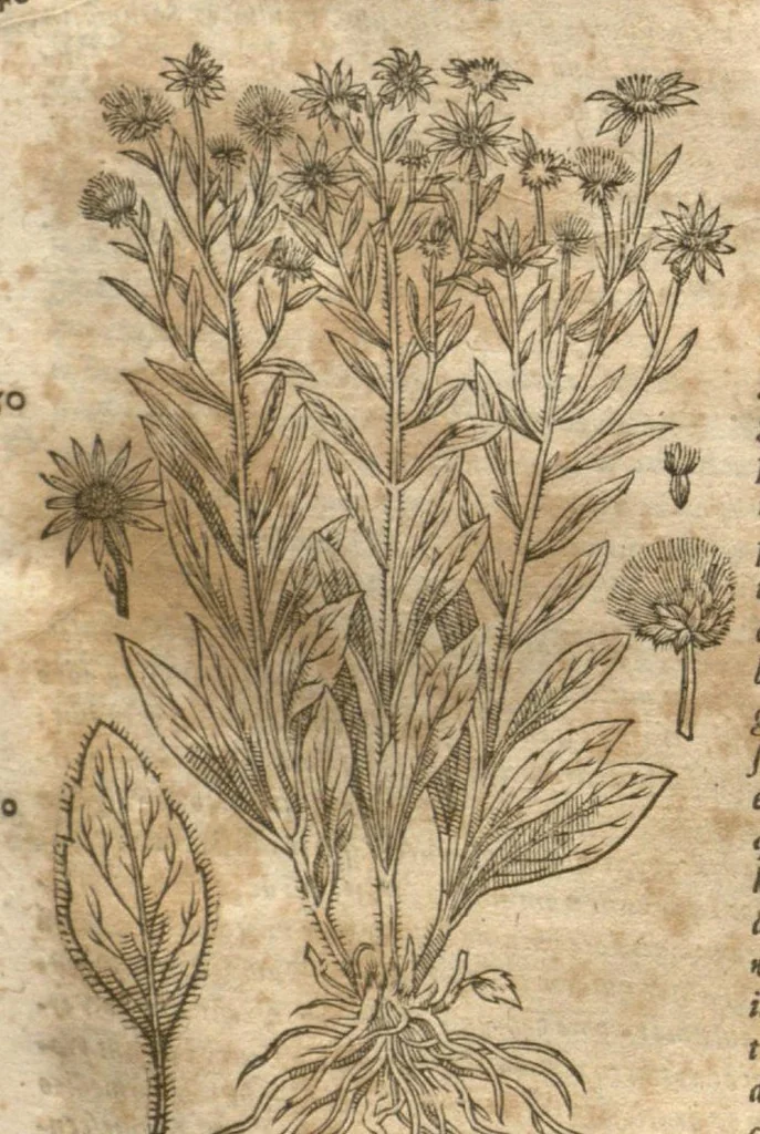 An illustration from Petri Matthioli ... Opera quae extant òmnia, hoc est, Commentarii in VI. libros Pedacii Dioscoridis Anazarbei De medica materia : adjectis in margine variis Graeci testus lectionibus, ex antiquissimis codicibus desumptis, qui Dioscorides depravatam lectionem restituunt / a Casparo Bauhino ... post diversarum editionum collationem infinitis locis aucti. Synonymiis quoq. plantarum et notis illustrati. Adjectis plantarum iconibus, supra priores editiones plus quàm trecentis : (quarum quamplurimae hic primùm describuntur) ad vivum delinatis. De ratione distillandi aquas ex omnibus plantis : et quomodo genuini odores in ipsis aquis conservari possint. Item, Apologia in Amatum Lusitanum, cum censura in ejusdem Enarrationes. Epistolarum medicinalium libri quinque. Dialogus De morbo Gallico. Cum locupletissimis indicibus, tum ad rem herbariam, tum medicamentariam pertinentibus., 1674, leaf 940