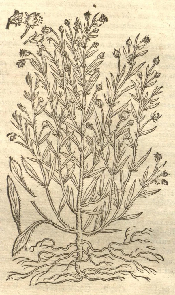An illustration from Petri Matthioli ... Opera quae extant òmnia, hoc est, Commentarii in VI. libros Pedacii Dioscoridis Anazarbei De medica materia : adjectis in margine variis Graeci testus lectionibus, ex antiquissimis codicibus desumptis, qui Dioscorides depravatam lectionem restituunt / a Casparo Bauhino ... post diversarum editionum collationem infinitis locis aucti. Synonymiis quoq. plantarum et notis illustrati. Adjectis plantarum iconibus, supra priores editiones plus quàm trecentis : (quarum quamplurimae hic primùm describuntur) ad vivum delinatis. De ratione distillandi aquas ex omnibus plantis : et quomodo genuini odores in ipsis aquis conservari possint. Item, Apologia in Amatum Lusitanum, cum censura in ejusdem Enarrationes. Epistolarum medicinalium libri quinque. Dialogus De morbo Gallico. Cum locupletissimis indicibus, tum ad rem herbariam, tum medicamentariam pertinentibus., 1674, leaf 953