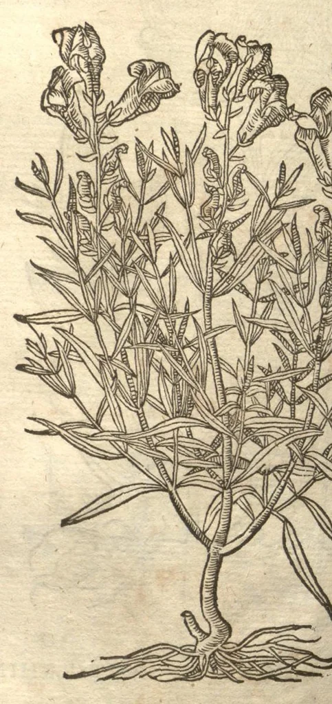 An illustration from Petri Matthioli ... Opera quae extant òmnia, hoc est, Commentarii in VI. libros Pedacii Dioscoridis Anazarbei De medica materia : adjectis in margine variis Graeci testus lectionibus, ex antiquissimis codicibus desumptis, qui Dioscorides depravatam lectionem restituunt / a Casparo Bauhino ... post diversarum editionum collationem infinitis locis aucti. Synonymiis quoq. plantarum et notis illustrati. Adjectis plantarum iconibus, supra priores editiones plus quàm trecentis : (quarum quamplurimae hic primùm describuntur) ad vivum delinatis. De ratione distillandi aquas ex omnibus plantis : et quomodo genuini odores in ipsis aquis conservari possint. Item, Apologia in Amatum Lusitanum, cum censura in ejusdem Enarrationes. Epistolarum medicinalium libri quinque. Dialogus De morbo Gallico. Cum locupletissimis indicibus, tum ad rem herbariam, tum medicamentariam pertinentibus., 1674, leaf 953