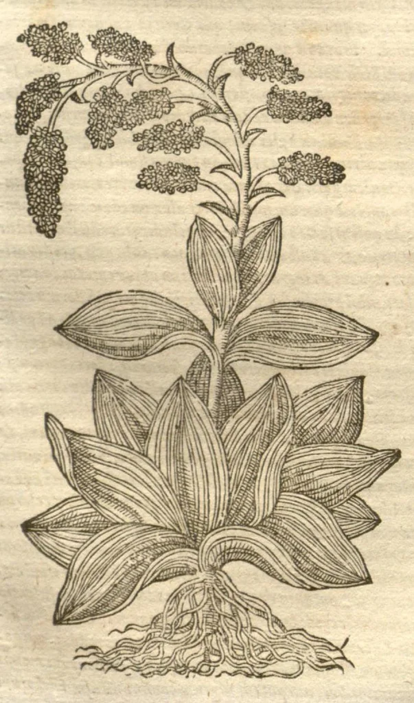 An illustration from Petri Matthioli ... Opera quae extant òmnia, hoc est, Commentarii in VI. libros Pedacii Dioscoridis Anazarbei De medica materia : adjectis in margine variis Graeci testus lectionibus, ex antiquissimis codicibus desumptis, qui Dioscorides depravatam lectionem restituunt / a Casparo Bauhino ... post diversarum editionum collationem infinitis locis aucti. Synonymiis quoq. plantarum et notis illustrati. Adjectis plantarum iconibus, supra priores editiones plus quàm trecentis : (quarum quamplurimae hic primùm describuntur) ad vivum delinatis. De ratione distillandi aquas ex omnibus plantis : et quomodo genuini odores in ipsis aquis conservari possint. Item, Apologia in Amatum Lusitanum, cum censura in ejusdem Enarrationes. Epistolarum medicinalium libri quinque. Dialogus De morbo Gallico. Cum locupletissimis indicibus, tum ad rem herbariam, tum medicamentariam pertinentibus., 1674, leaf 966