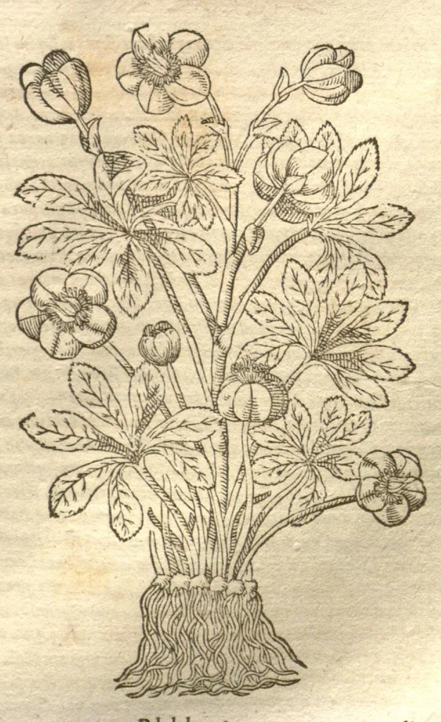 An illustration from Petri Matthioli ... Opera quae extant òmnia, hoc est, Commentarii in VI. libros Pedacii Dioscoridis Anazarbei De medica materia : adjectis in margine variis Graeci testus lectionibus, ex antiquissimis codicibus desumptis, qui Dioscorides depravatam lectionem restituunt / a Casparo Bauhino ... post diversarum editionum collationem infinitis locis aucti. Synonymiis quoq. plantarum et notis illustrati. Adjectis plantarum iconibus, supra priores editiones plus quàm trecentis : (quarum quamplurimae hic primùm describuntur) ad vivum delinatis. De ratione distillandi aquas ex omnibus plantis : et quomodo genuini odores in ipsis aquis conservari possint. Item, Apologia in Amatum Lusitanum, cum censura in ejusdem Enarrationes. Epistolarum medicinalium libri quinque. Dialogus De morbo Gallico. Cum locupletissimis indicibus, tum ad rem herbariam, tum medicamentariam pertinentibus., 1674, leaf 966