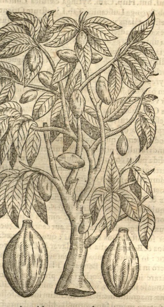 An illustration from Petri Matthioli ... Opera quae extant òmnia, hoc est, Commentarii in VI. libros Pedacii Dioscoridis Anazarbei De medica materia : adjectis in margine variis Graeci testus lectionibus, ex antiquissimis codicibus desumptis, qui Dioscorides depravatam lectionem restituunt / a Casparo Bauhino ... post diversarum editionum collationem infinitis locis aucti. Synonymiis quoq. plantarum et notis illustrati. Adjectis plantarum iconibus, supra priores editiones plus quàm trecentis : (quarum quamplurimae hic primùm describuntur) ad vivum delinatis. De ratione distillandi aquas ex omnibus plantis : et quomodo genuini odores in ipsis aquis conservari possint. Item, Apologia in Amatum Lusitanum, cum censura in ejusdem Enarrationes. Epistolarum medicinalium libri quinque. Dialogus De morbo Gallico. Cum locupletissimis indicibus, tum ad rem herbariam, tum medicamentariam pertinentibus., 1674, leaf 980