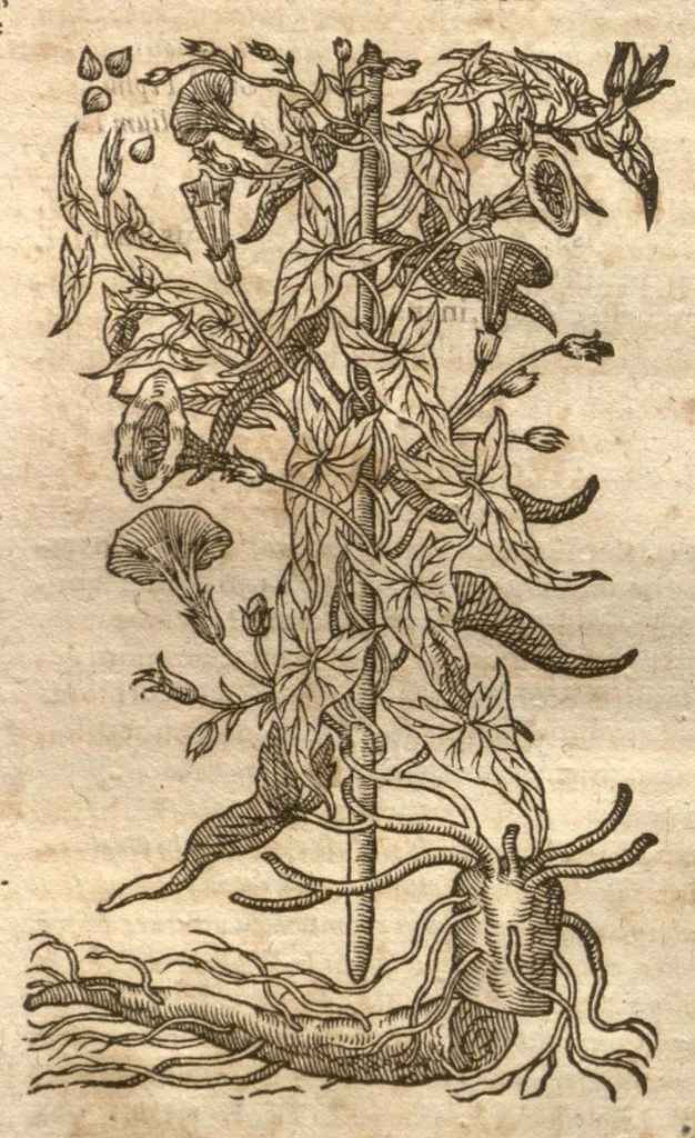 An illustration from Petri Matthioli ... Opera quae extant òmnia, hoc est, Commentarii in VI. libros Pedacii Dioscoridis Anazarbei De medica materia : adjectis in margine variis Graeci testus lectionibus, ex antiquissimis codicibus desumptis, qui Dioscorides depravatam lectionem restituunt / a Casparo Bauhino ... post diversarum editionum collationem infinitis locis aucti. Synonymiis quoq. plantarum et notis illustrati. Adjectis plantarum iconibus, supra priores editiones plus quàm trecentis : (quarum quamplurimae hic primùm describuntur) ad vivum delinatis. De ratione distillandi aquas ex omnibus plantis : et quomodo genuini odores in ipsis aquis conservari possint. Item, Apologia in Amatum Lusitanum, cum censura in ejusdem Enarrationes. Epistolarum medicinalium libri quinque. Dialogus De morbo Gallico. Cum locupletissimis indicibus, tum ad rem herbariam, tum medicamentariam pertinentibus., 1674, leaf 993