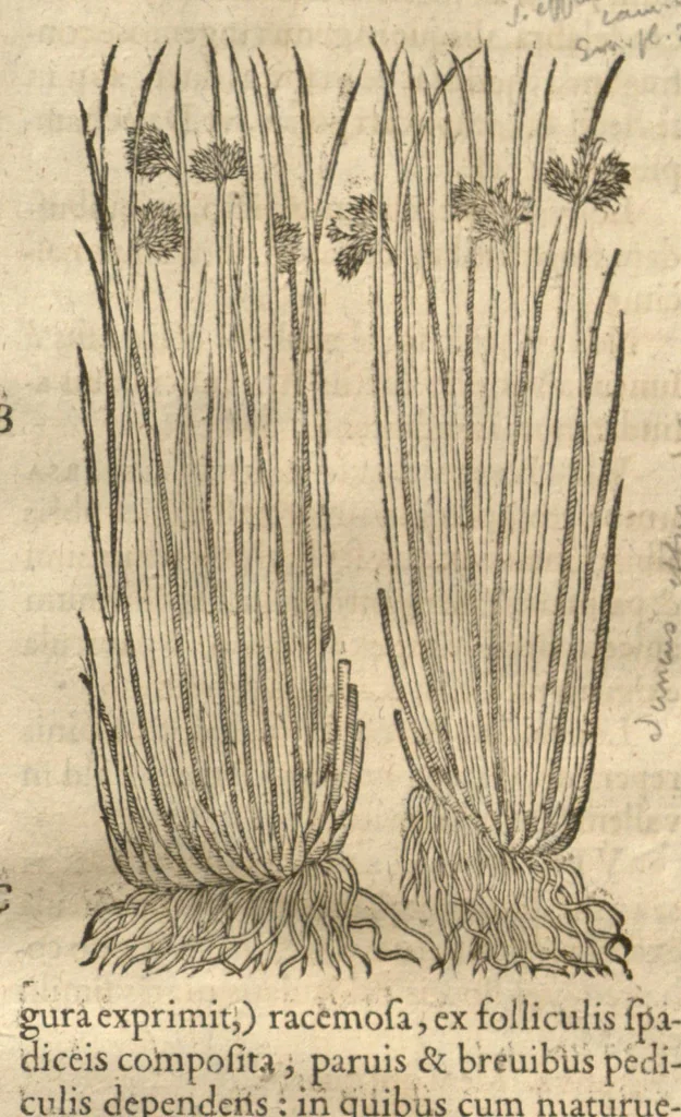 An illustration from Caspari Bauhini ... Theatri botanici, sive, Historiae plantarum : ex veterum et recentiorum placitis propriaq. observatione concinnatae / liber primus editus opera et cura Io. Casp. Bauhini., 1658, leaf 102