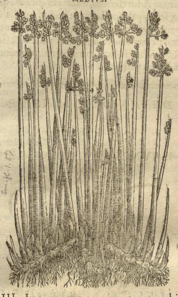 An illustration from Caspari Bauhini ... Theatri botanici, sive, Historiae plantarum : ex veterum et recentiorum placitis propriaq. observatione concinnatae / liber primus editus opera et cura Io. Casp. Bauhini., 1658, leaf 102