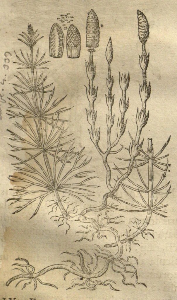 An illustration from Caspari Bauhini ... Theatri botanici, sive, Historiae plantarum : ex veterum et recentiorum placitis propriaq. observatione concinnatae / liber primus editus opera et cura Io. Casp. Bauhini., 1658, leaf 135