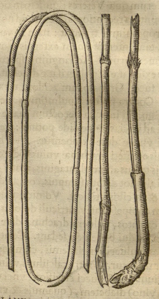 An illustration from Caspari Bauhini ... Theatri botanici, sive, Historiae plantarum : ex veterum et recentiorum placitis propriaq. observatione concinnatae / liber primus editus opera et cura Io. Casp. Bauhini., 1658, leaf 139
