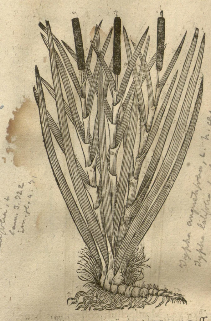 An illustration from Caspari Bauhini ... Theatri botanici, sive, Historiae plantarum : ex veterum et recentiorum placitis propriaq. observatione concinnatae / liber primus editus opera et cura Io. Casp. Bauhini., 1658, leaf 180