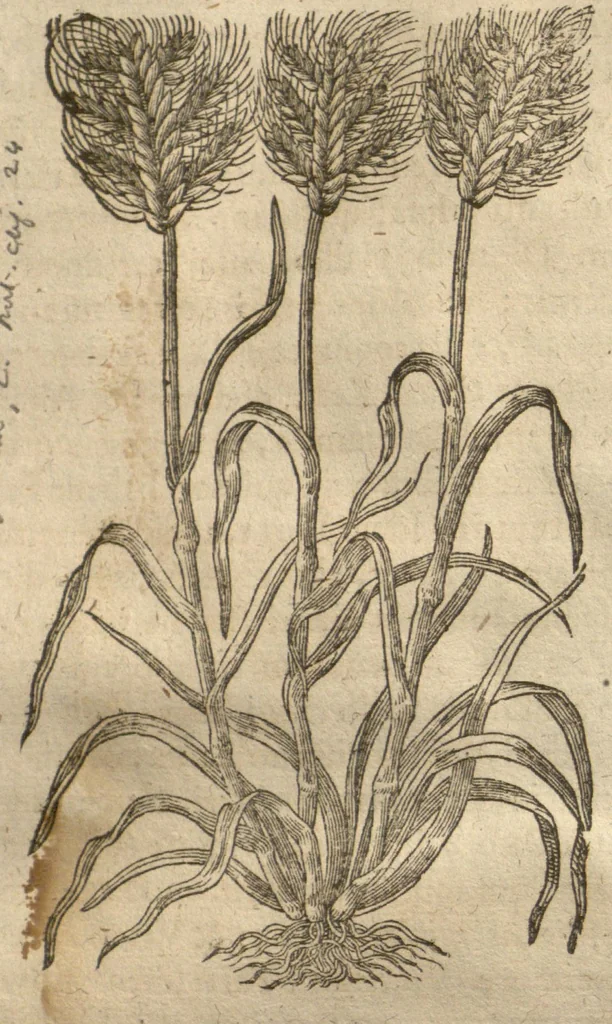 An illustration from Caspari Bauhini ... Theatri botanici, sive, Historiae plantarum : ex veterum et recentiorum placitis propriaq. observatione concinnatae / liber primus editus opera et cura Io. Casp. Bauhini., 1658, leaf 197